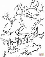 Coloring Scarlet Pages Ibises Rainforest Animals Amazon Ibis Drawing Printable Supercoloring sketch template