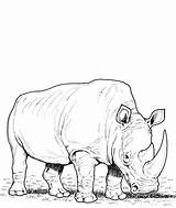 Rhino Coloring Pages Drawing Line Printable Rhinoceros Eating Jumanji Realistic Grass Drawings Rhinos Animals Animal Supercoloring Colouring Color African Sketch sketch template