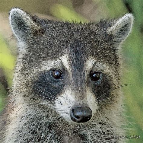 raccoon color sketch photograph  larry linton fine art america