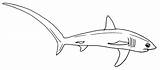 Thresher Shark Sharks Designlooter Requins Renards sketch template