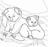 Koala Coloring Baby Mother Koalas Pages Supercoloring Drawings sketch template