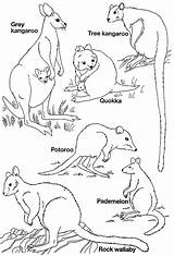 Animals Australian Coloring Animal Pages Printable Australia Templates Colouring Template Native Kids Kangaroo Wallaby Drawing Australien Tiere Rock Result Printables sketch template