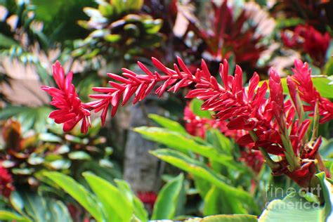 red hawaiian flower photograph  kay shackleton fine art america