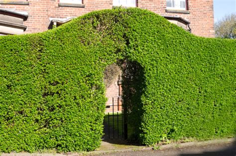 fast growing hedges  privacy   uk garden