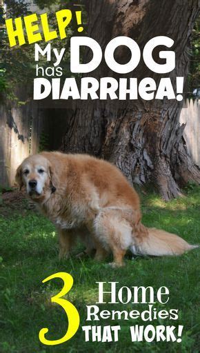 dog  diarrhea  simple home remedies dog