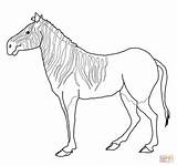 Quagga Zebra Coloring Pages Drawing Color Printable sketch template