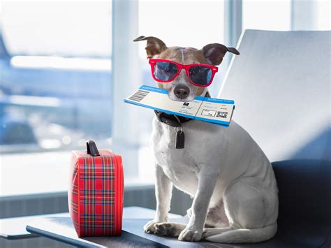 travel   pet post brexit airpets international