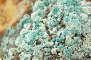 study suggests mold exposure   severe effects  chronic