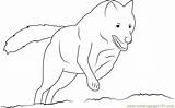 Wolf Coloring Hunting Pages Coloringpages101 sketch template