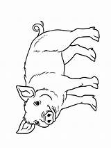 Varken Leukekleurplaten Colorat Porc Varkens Plansededesenat één Tipareste Pages Pigs sketch template