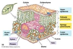 cross section anatomy leaf structure plant physiology photosynthesis