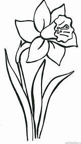 Tulipe Daffodil Narcisos Ausmalen Blumen Jonquilles Seidenmalerei Printemps épinglé Osterglocke Daffodils Narzisse Malen Malvorlage Schritt Ostern Fensterbilder Narcis Skizzen Zeichnungen sketch template