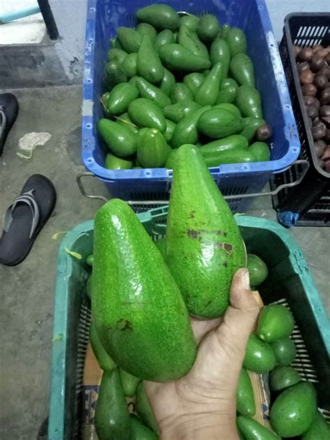 avocado  indonesiaavocado mentega lazada