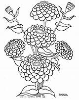 Coloring Pages Zinnia Flower Drawing Clip Silhouette Tulip Flowers Printable Clipart Getdrawings Getcolorings Color Pregnant Woman Three Bears Visit Goodall sketch template