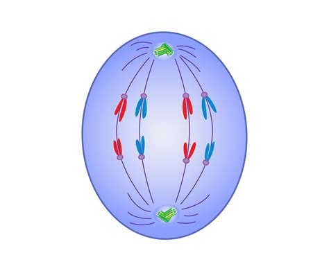 anaphase  mitosis diagram