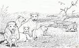 Manada Leones Colorear Singa Mewarnai Coloriages Hienas Supercoloring Print Hyenas Everfreecoloring Marimewarnai Ausmalbild Hyänen sketch template