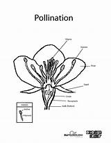 Pollination Designlooter Grade sketch template