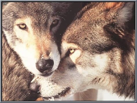 Wolves In Love Wallpapers Wallpapersafari