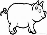 Cartoon Pig Coloring Pigs Kids sketch template