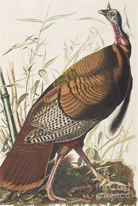 wild turkey art print by john james audubon