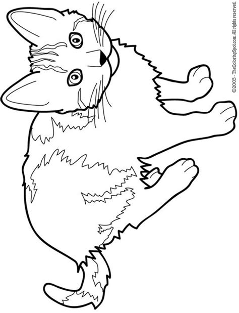 siamese cat coloring page british shorthair