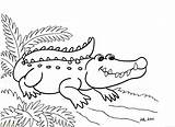 Coloring Pages Crocodile Alligator Printable Color Getcolorings Print Aligator sketch template