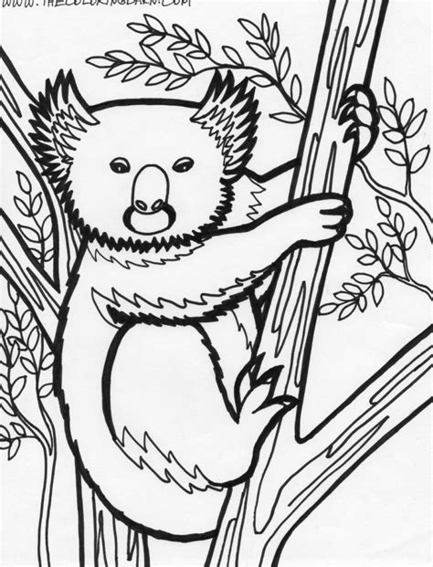 koala coloring pages animal place
