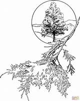 Cedar Red Eastern Juniper Coloring Drawing Pages Tree Leaves Trees Clipart Getdrawings Drawings sketch template