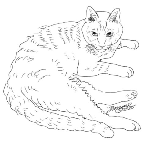 awhitehorsecom staceys coloring books tabby cat  color