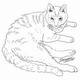 Tabby Colouring Tail sketch template