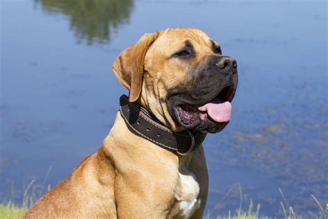 boerboel  big dog breeds