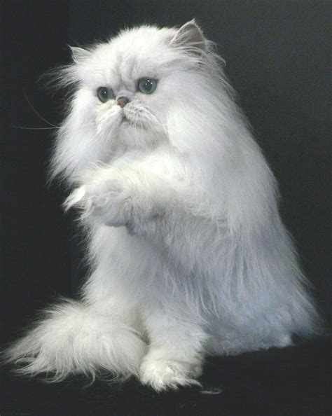 persian kitties im obsessed laperm selkirk rex pretty cats beautiful cats lovely cute