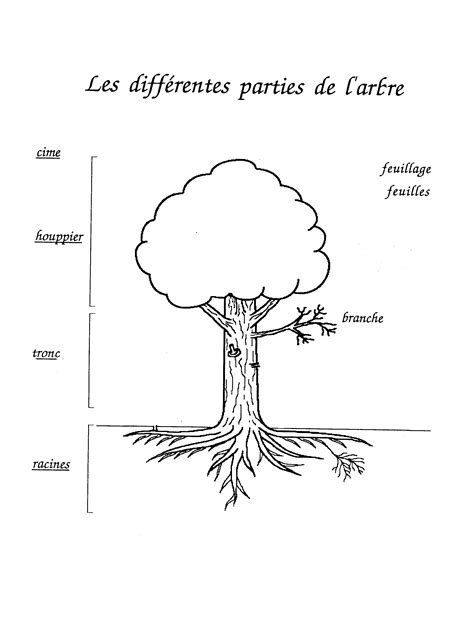 les differentes parties de larbre arbre terre dessin ecole de la foret