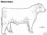 Beef Angus Cattle Anjou sketch template