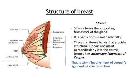 Breast Anatomy Ppt Free Download