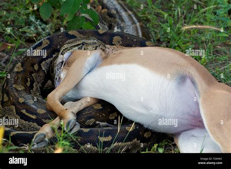 python  wide open mouth   eat antilope  south africa