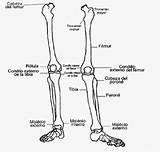 Extremidades Inferiores Huesos Humano Esqueleto Inferior Superiores Miembro Pierna Miembros Oseo Piernas Pintar Muslo Apendicular Hueso Superior Fémur Biología Hueos sketch template