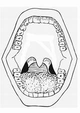 Mouth Coloring Edupics sketch template