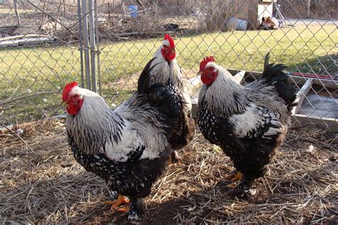 What Breed And Sex Are These 3 Lots Of Photos Backyard Chickens