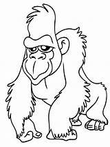 Ape Gorila Apes Gorilla Mewarnai Sketsa Monkey Gordo Cliparts Mewarnaigambar Tarzan Family Utan Hutan Rainforest Coloringbay Coloringhome sketch template