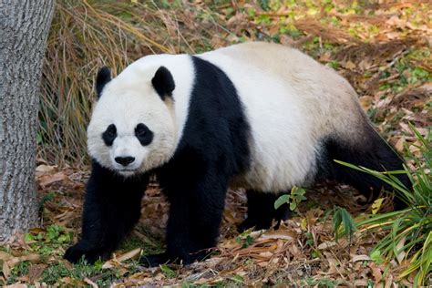 giant panda animals interesting facts pictures animals lover