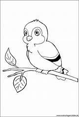 Vogel Ast Malvorlagen Malvorlage Ausdrucken Waldtiere Tieren Nest Datei sketch template