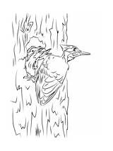 Coloring Woodpecker Pages Pileated Woodpeckers Chicks sketch template