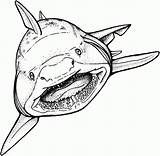 Shark Coloring Pages Printable Kids Sharks sketch template