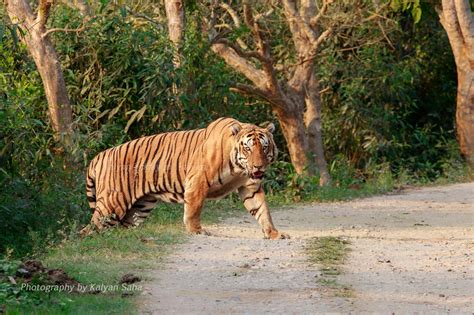 Where Is The Biggest Bengal Tigers