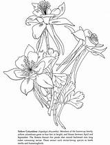 Columbine Coloring Flower Colorado Columbines Blue Drawing Musings Inkspired Dover Books Spring Drawings 79kb 760px Getdrawings Courtesy sketch template