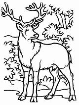 Hunting Deer Coloring Pages Printable Elk Kids Color Bull Hunter Print Drawings Simple Getcolorings Popular Animal Clipartmag Library Clipart Template sketch template