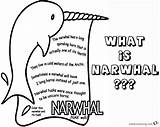 Narwhal Coloring Pages Printable Kids sketch template