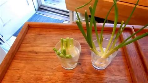 keeping store bought spring  green onions growing youtube