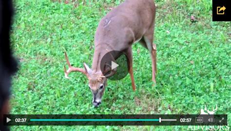 Small Food Plots What And Where Food Plot Whitetail
